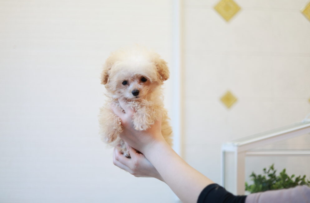 ティーカップ～小さめタイニープードル クリーム（ペール・フォーン）男の子 (仮ネーム)プリンくん