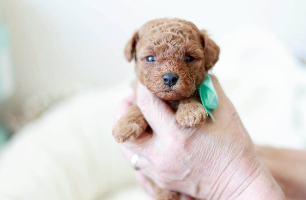 正面を向いている、レッド〜アプリコット系のトイプードルの女の子「アネモネちゃん」