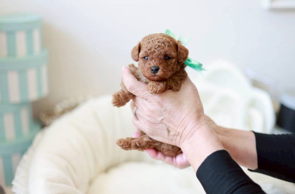 小さな前足を見せながら抱っこされるトイプードルの女の子「アネモネちゃん」