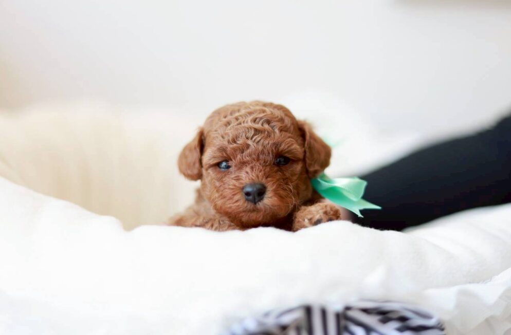 やわらかな表情でこちらを見つめる、トイプードルの女の子「アネモネちゃん」