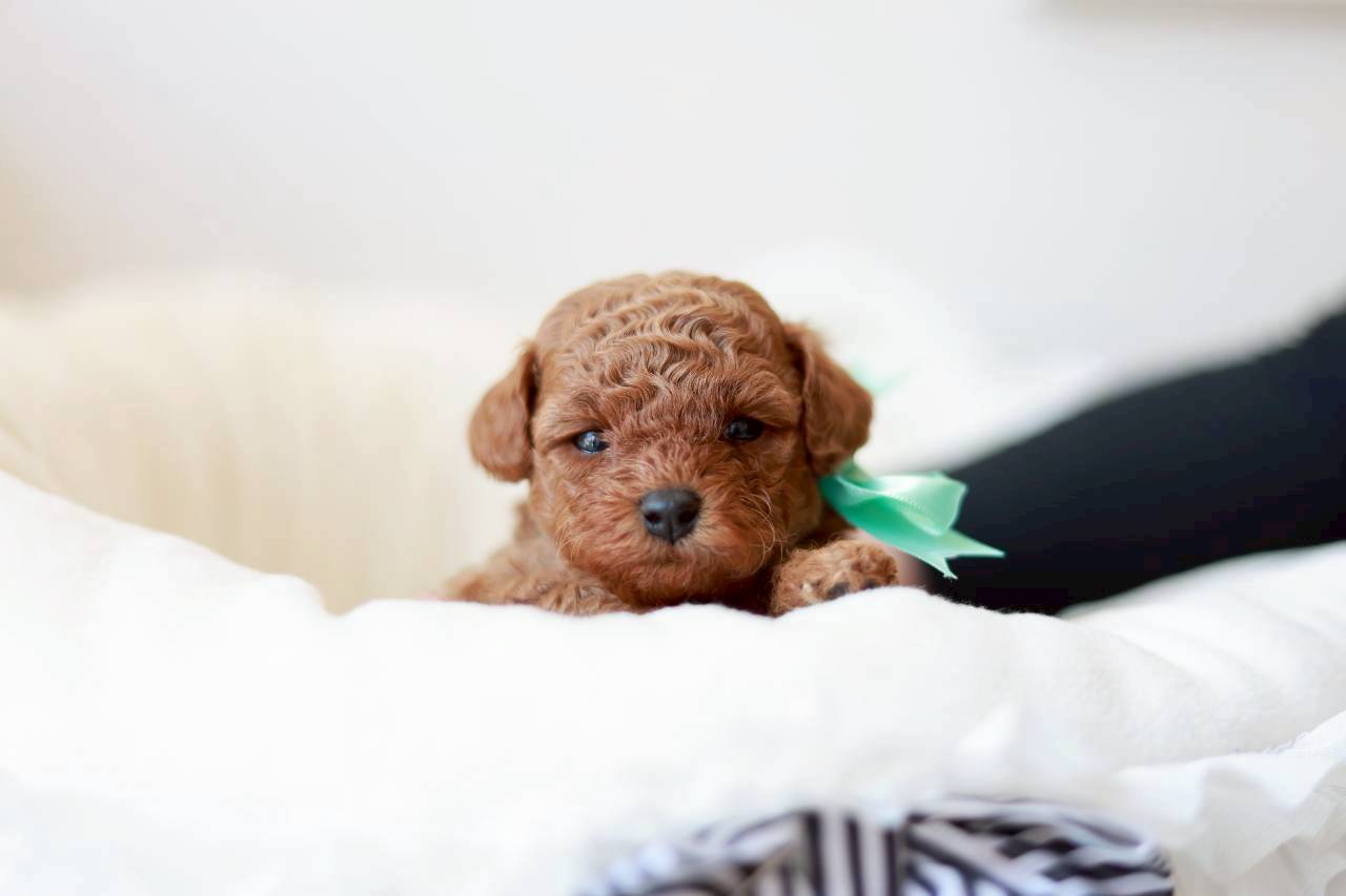 ティーカップ~小さめタイニープードル (レッド〜アプリコット系)女の子 (仮ネーム)アネモネちゃん