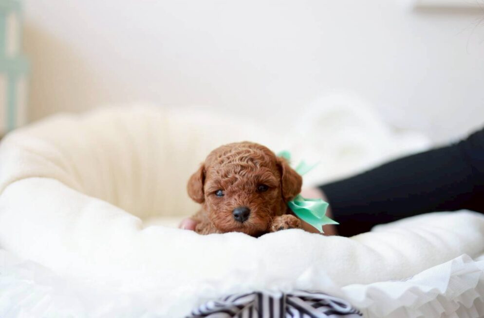 ふんわりとした巻き毛がかわいい、トイプードルの女の子「アネモネちゃん」