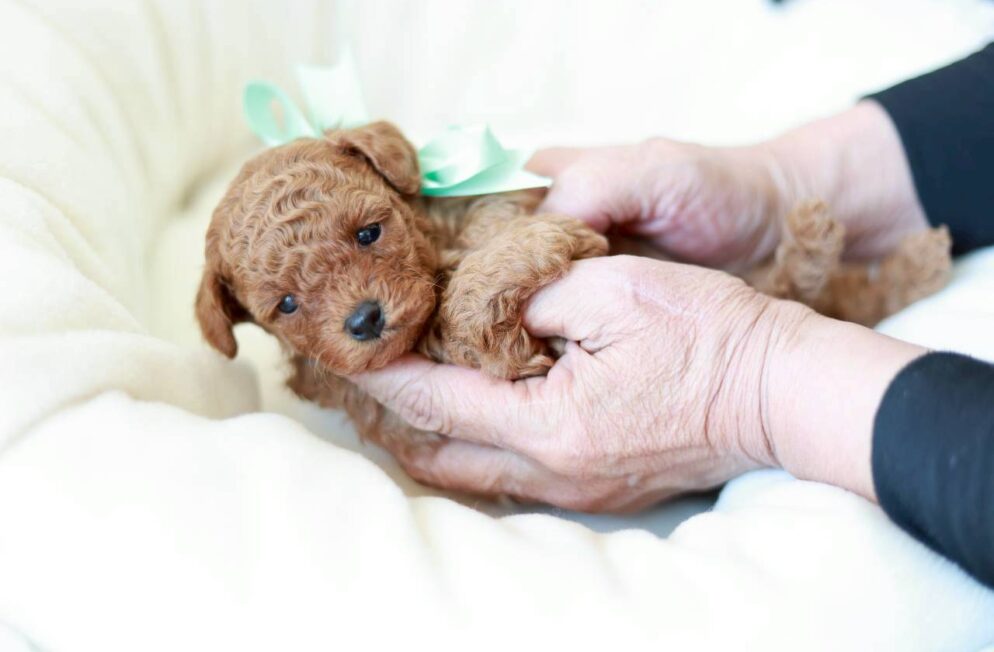 ミント色のリボンをつけて抱っこされるトイプードルの女の子「アネモネちゃん」