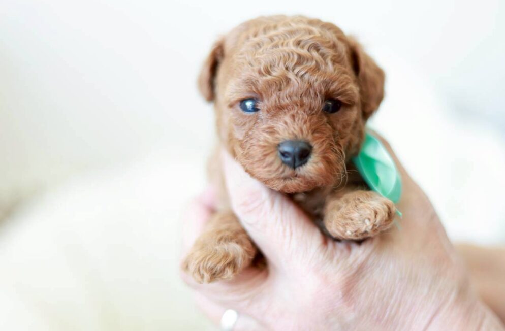 手のひらに抱えられた、レッド〜アプリコット系のトイプードルの女の子「アネモネちゃん」