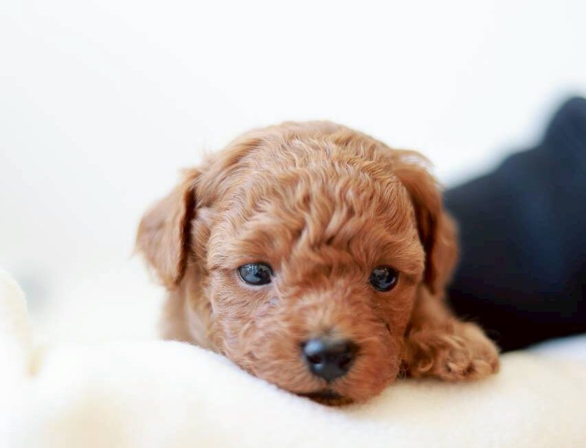 生後まもないレッド〜アプリコット系のトイプードルの男の子「ツバキくん」