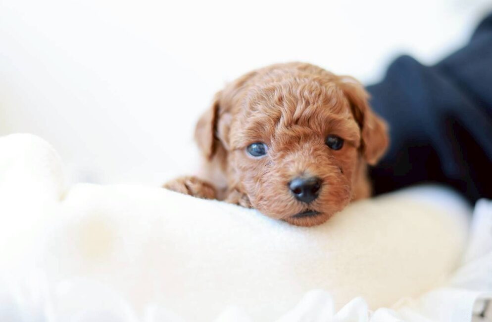 生後まもないレッド〜アプリコット系のトイプードルの男の子「ツバキくん」