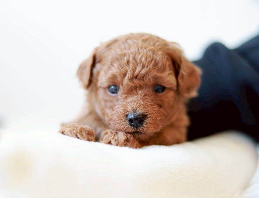 レッド〜アプリコット系のトイプードルの男の子「ツバキくん」