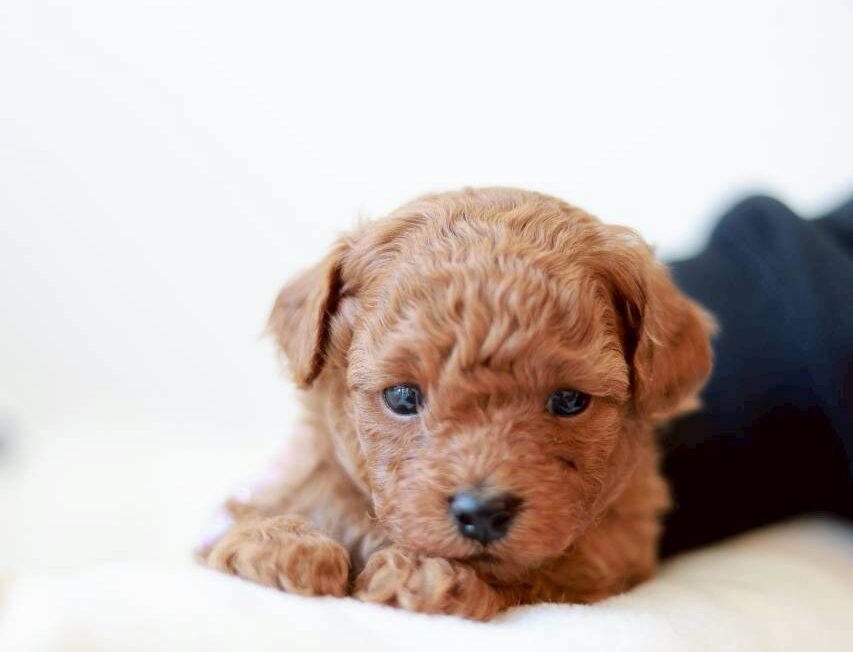 レッド〜アプリコット系のトイプードルの男の子「ツバキくん」