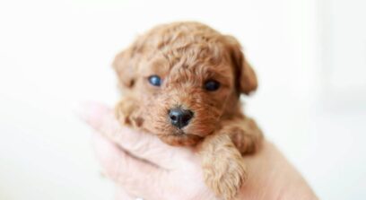 ティーカップ～小さめタイニープードル （レッド〜アプリコット系）男の子 3642(仮ネーム)ツバキくん