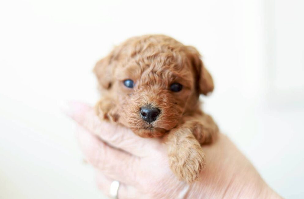 手のひらにのせられた、生後まもないレッド〜アプリコット系のトイプードルの男の子「ツバキくん」