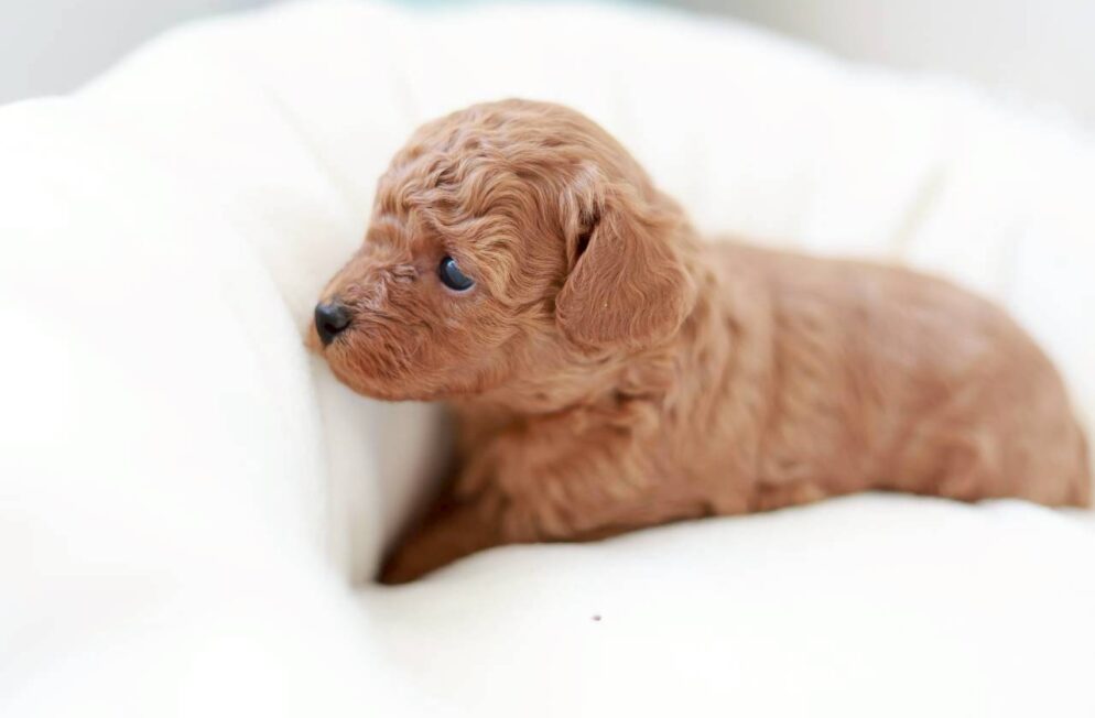 生後まもないレッド〜アプリコット系のトイプードルの男の子「ツバキくん」