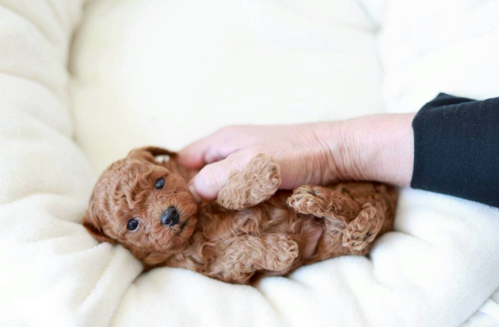 生後まもないレッド〜アプリコット系のトイプードルの男の子「ツバキくん」