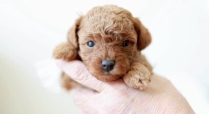 ティーカップ～小さめタイニープードル （レッド〜アプリコット系）女の子 3643(仮ネーム)ミモザちゃん