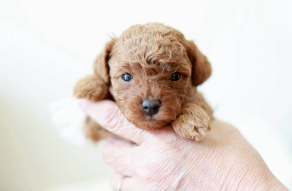 レッド〜アプリコット系のトイプードルの女の子「ミモザちゃん」