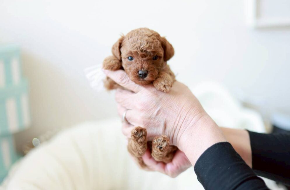 レッド〜アプリコット系のトイプードルの女の子「ミモザちゃん」