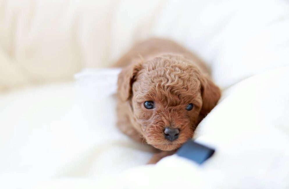 レッド〜アプリコット系のトイプードルの女の子「ミモザちゃん」