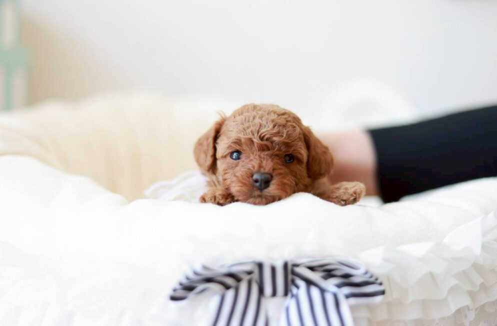 レッド〜アプリコット系のトイプードルの女の子「ミモザちゃん」