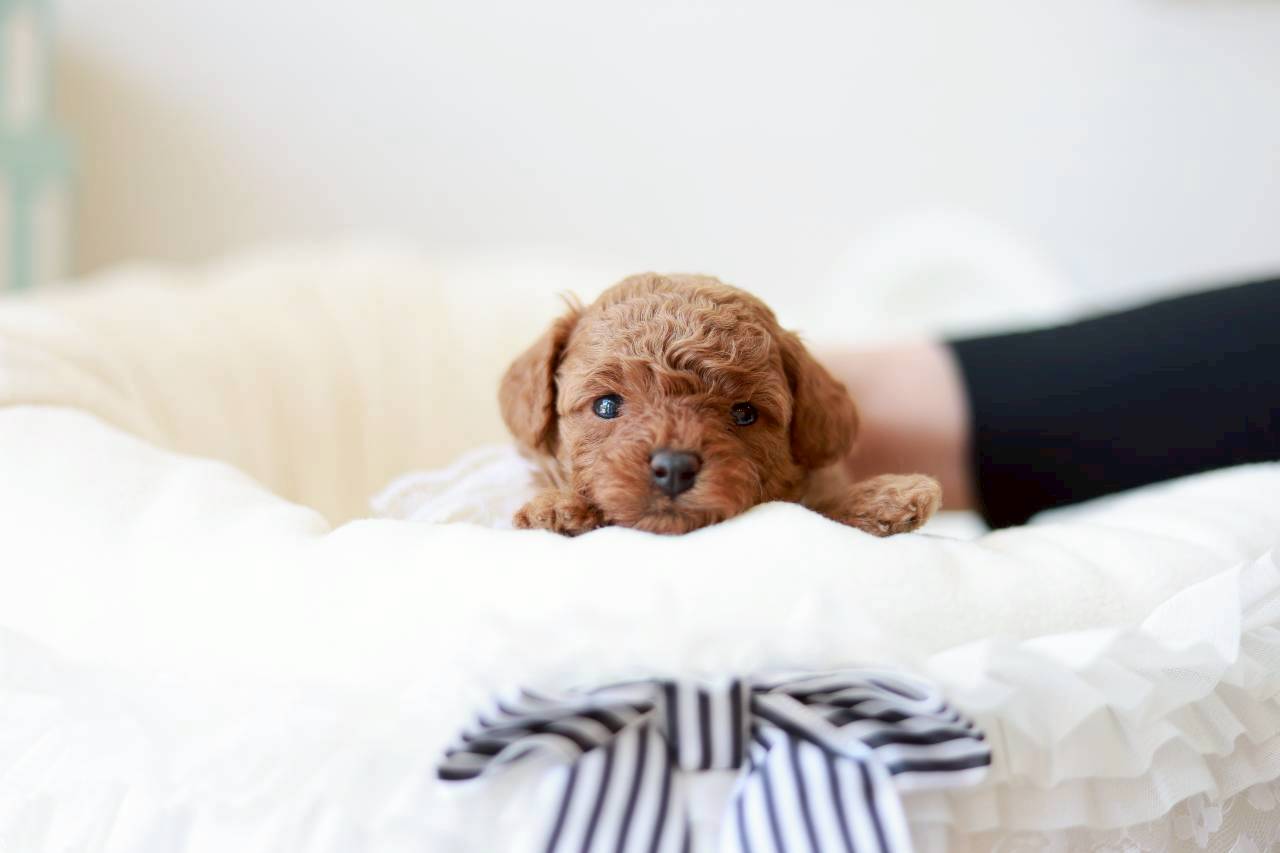 ティーカップ~小さめタイニープードル (レッド〜アプリコット系)女の子 (仮ネーム)ミモザちゃん