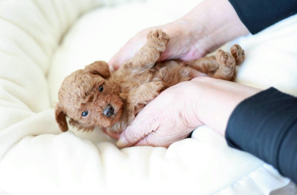 白いクッションにもたれる、レッド〜アプリコット系のトイプードルの女の子「ミモザちゃん」
