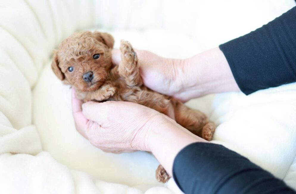 レッド〜アプリコット系のトイプードルの女の子「ミモザちゃん」