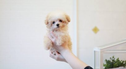 ティーカップ～小さめタイニープードル クリーム（ペール・フォーン）男の子 3641(仮ネーム)プリンくん