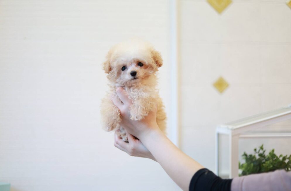 ティーカップ～小さめタイニープードル クリーム（ペール・フォーン）男の子 (仮ネーム)プリンくん