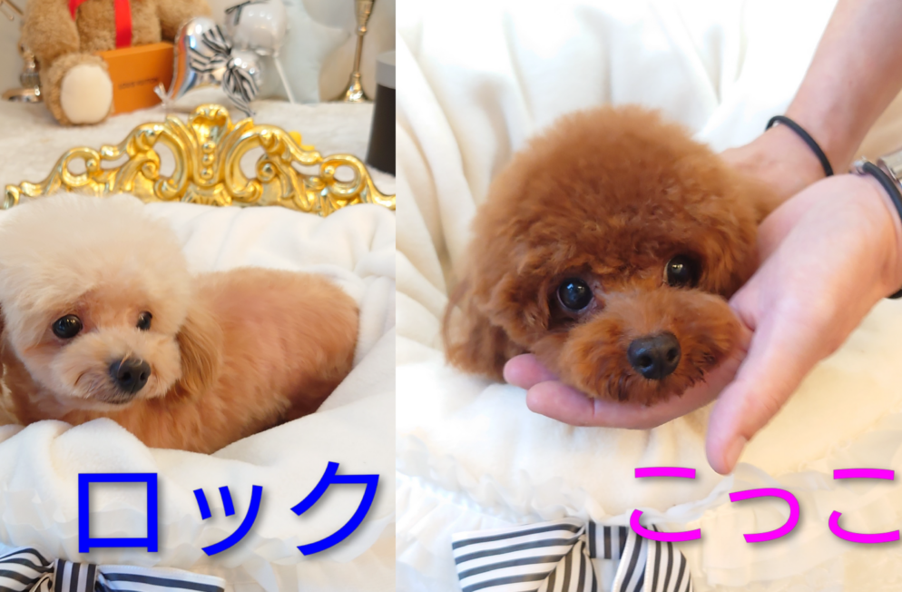 白いベッドの上にいるトイプードルの親犬2匹。左がパパのロック、右がママのこっこ