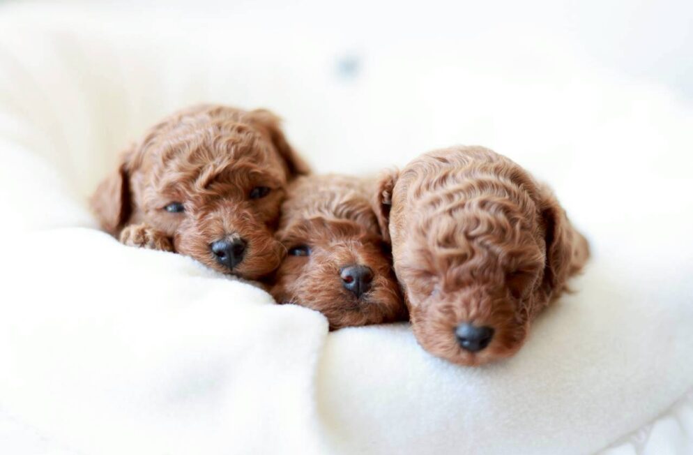 白いクッションの上で寄り添う、トイプードルの子犬3匹。ツバキくん、アネモネちゃん、ミモザちゃんの集合写真