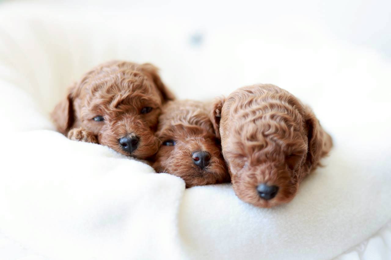 トイプードルの子犬たち|ツバキくん・アネモネちゃん・ミモザちゃん