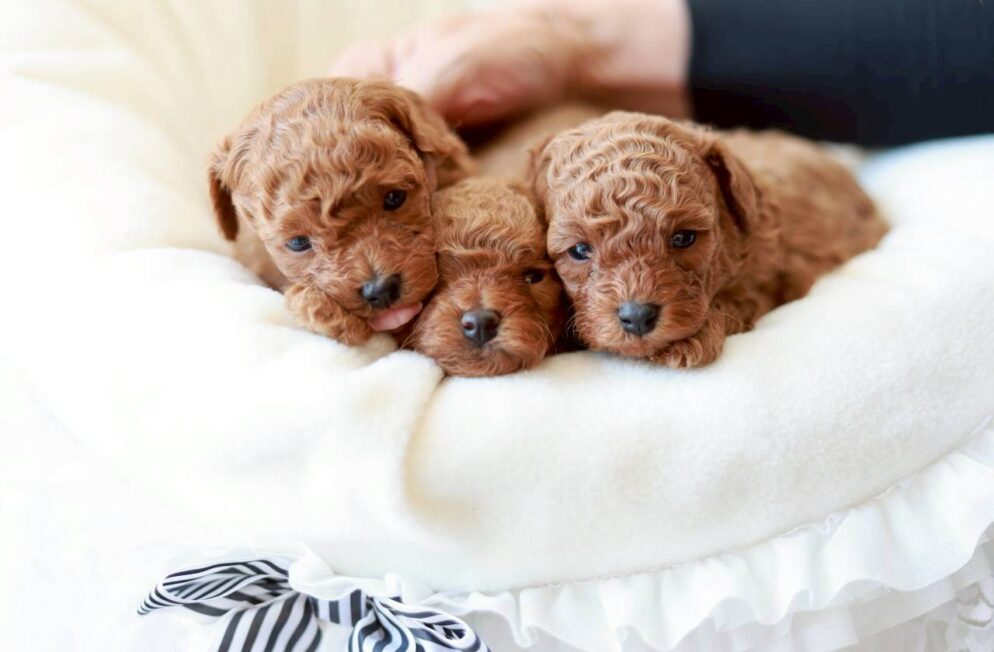 白いクッションの上で寄り添う、トイプードルの子犬3匹。ツバキくん、アネモネちゃん、ミモザちゃんの集合写真