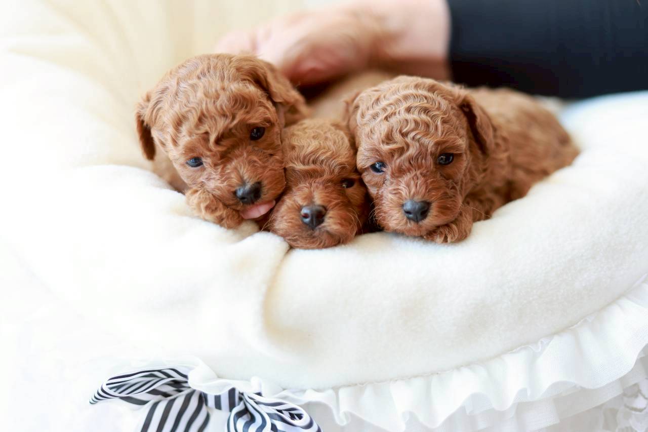 トイプードルの子犬たち|ツバキくん・アネモネちゃん・ミモザちゃん