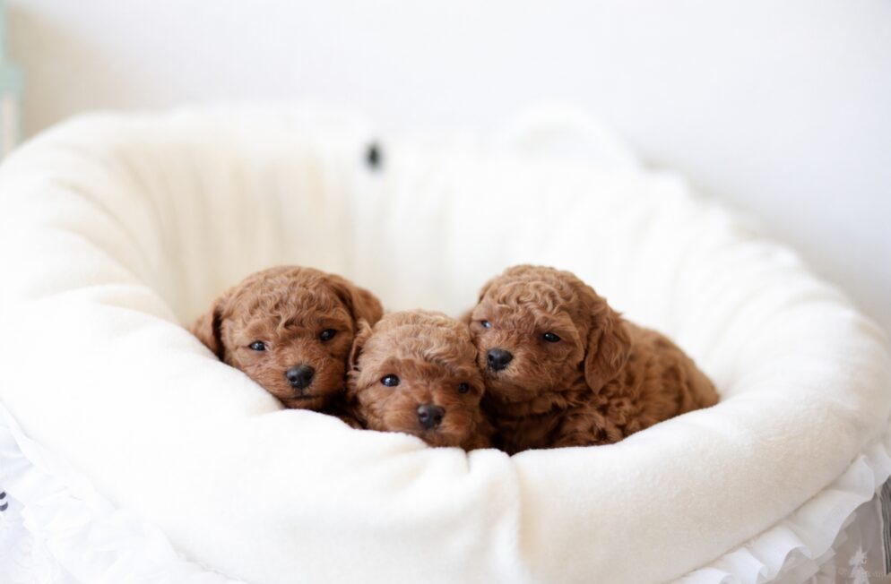 白いクッションの上で寄り添う、トイプードルの子犬3匹。ツバキくん、アネモネちゃん、ミモザちゃんの集合写真