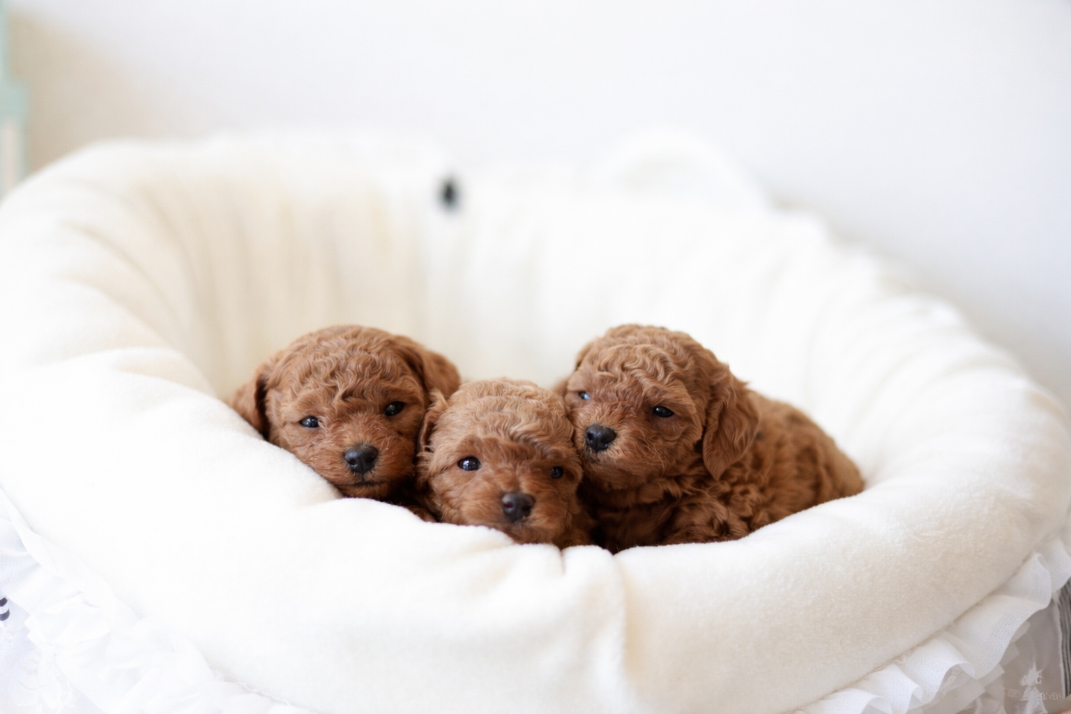 トイプードルの子犬たち|ツバキくん・アネモネちゃん・ミモザちゃん