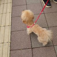 赤いリードを付けて歩道に立つアプリコットカラーのトイプードル