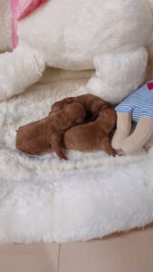 生まれたばかりのトイプードルの赤ちゃん3兄妹が白いベッドの上で寄り添って眠る様子