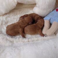生まれたばかりのトイプードルの赤ちゃん3兄妹が白いベッドの上で寄り添って眠る様子