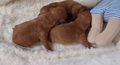 生まれたばかりのトイプードルの赤ちゃん3兄妹が白いベッドの上で寄り添って眠る様子