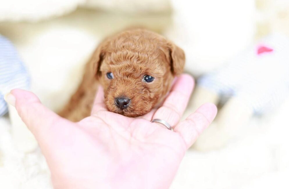 トイプードル専門ブリーダーLittle Skipの子犬 イヴちゃん ティーカップサイズ予想の女の子