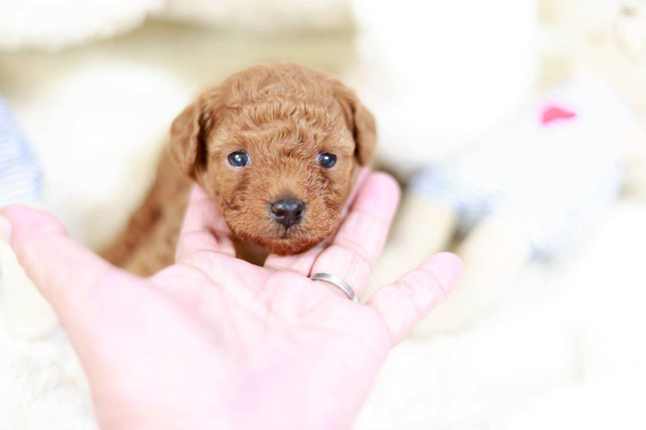 ティーカップ サイズ予想（アプリコット）女の子（仮ネーム）イヴちゃん