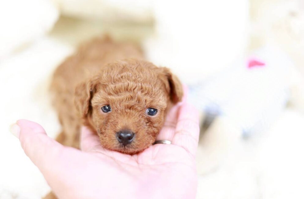 アプリコットのトイプードル子犬 イヴちゃん 神戸Little Skipの女の子