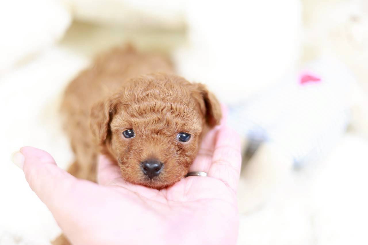 ティーカップ サイズ予想（アプリコット）女の子（仮ネーム）イヴちゃん