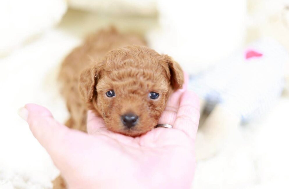 トイプードルの女の子 イヴちゃん 子犬写真 Little Skip 神戸 ブリーダー