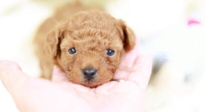 ティーカップ～小さめタイニープードル （アプリコット）女の子3646 (仮ネーム)イヴちゃん