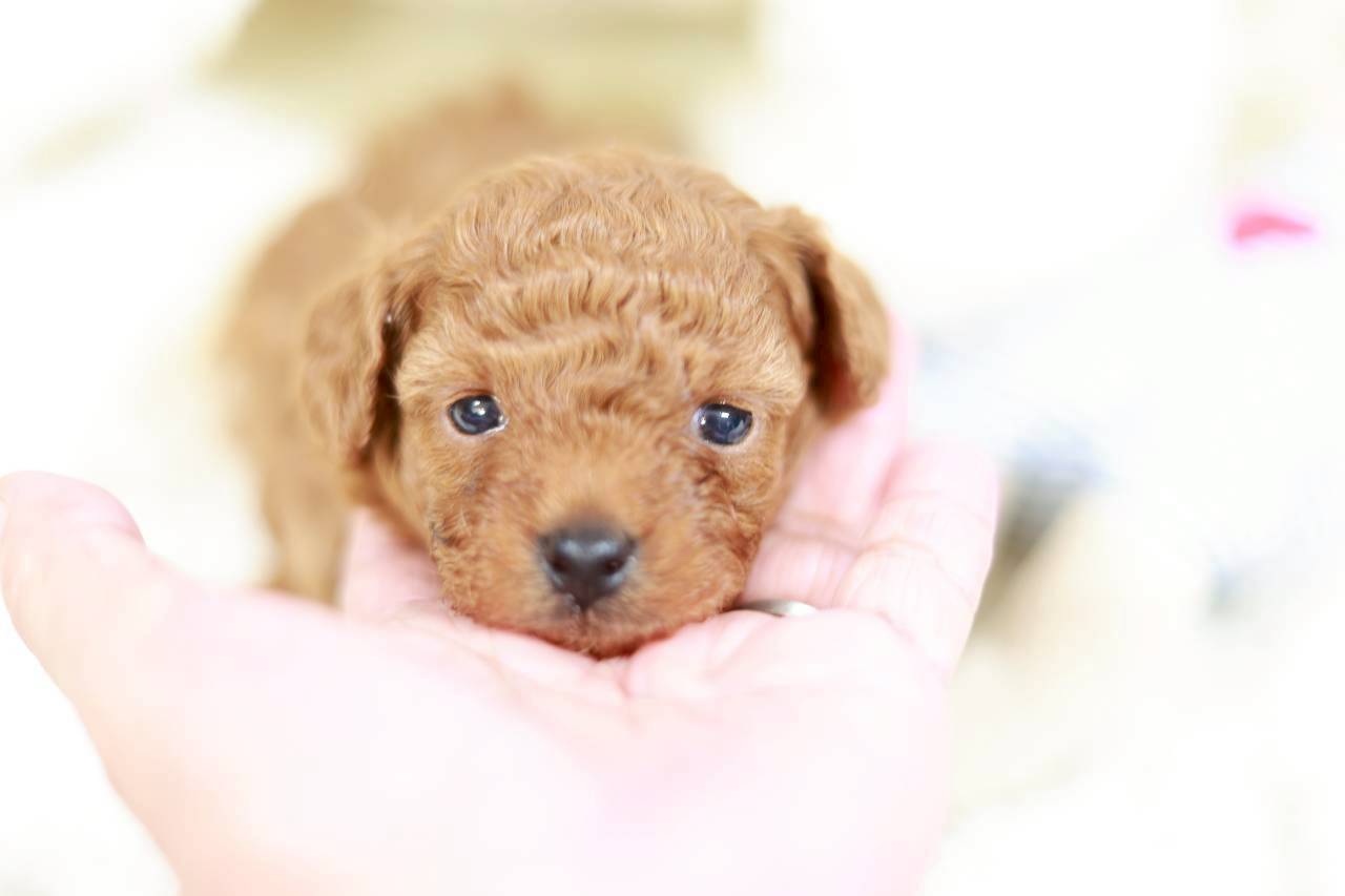 ティーカップ サイズ予想（アプリコット）女の子（仮ネーム）イヴちゃん