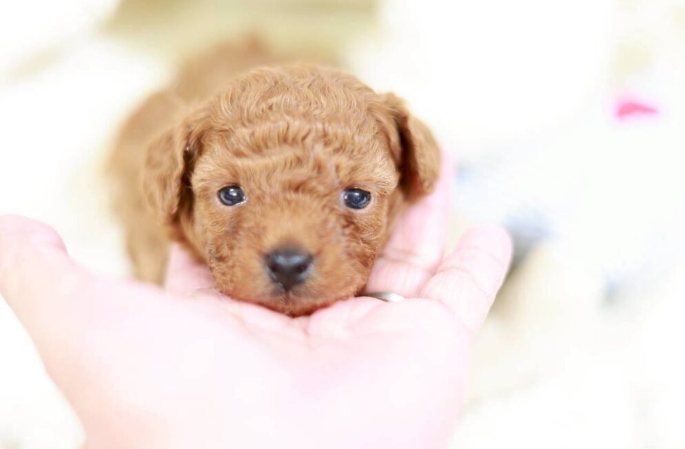 神戸のブリーダーLittle Skipのトイプードル子犬 イヴちゃん アプリコットの女の子