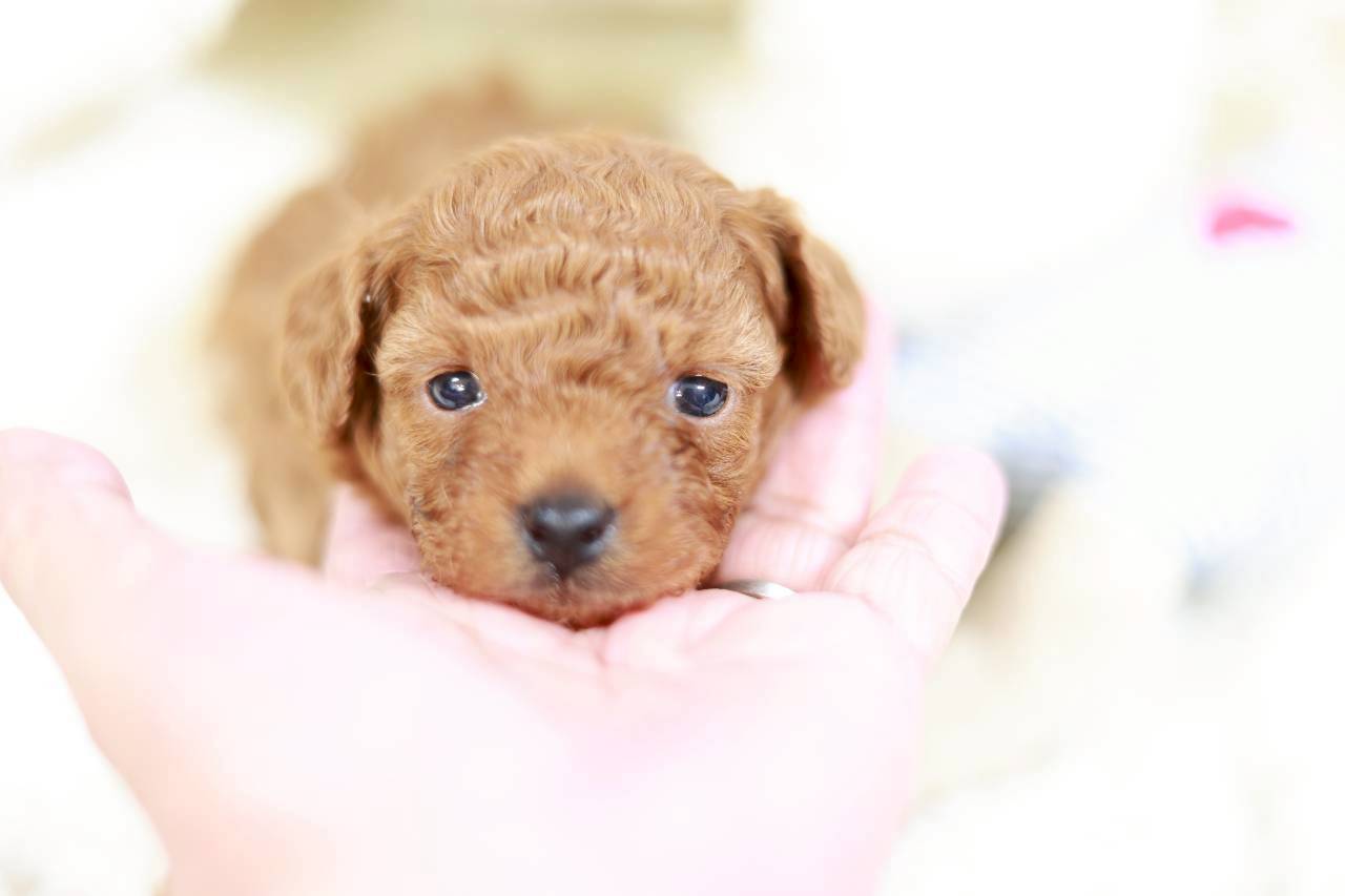 ティーカップ サイズ予想（アプリコット）女の子（仮ネーム）イヴちゃん