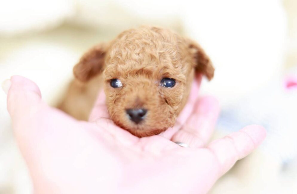 神戸のブリーダーLittle Skipのトイプードル子犬 アダムくん アプリコット系の男の子