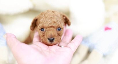 ティーカップ～小さめタイニープードル （アプリコット）男の子 3645(仮ネーム)アダムくん