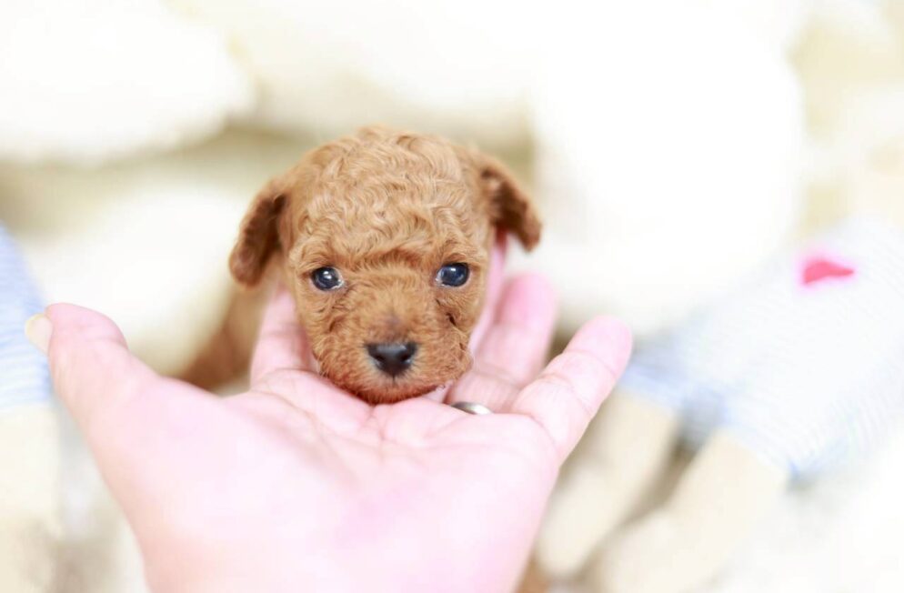 アプリコット系トイプードル子犬 アダムくん 神戸Little Skipの男の子