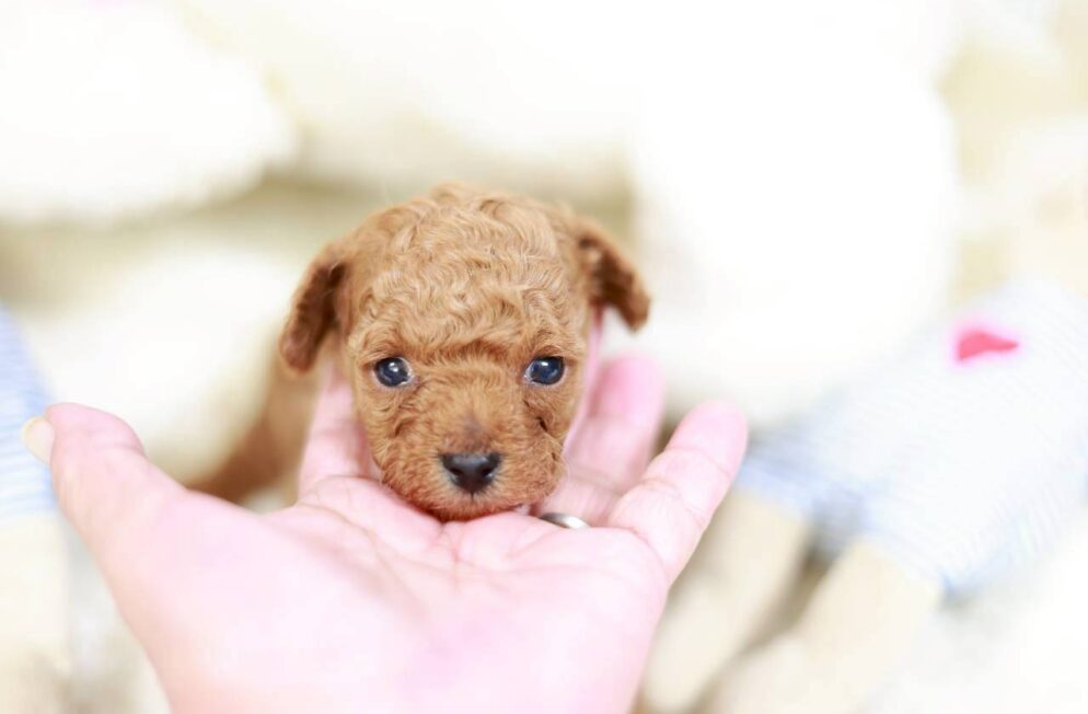 神戸のブリーダーLittle Skipのトイプードル子犬 アダムくん アプリコット系の男の子